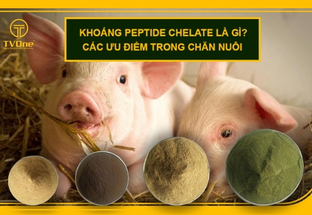 Khoáng peptide chelate là gì? 5 ưu điểm vượt trội trong chăn nuôi